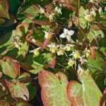 7 Epimedium perennes