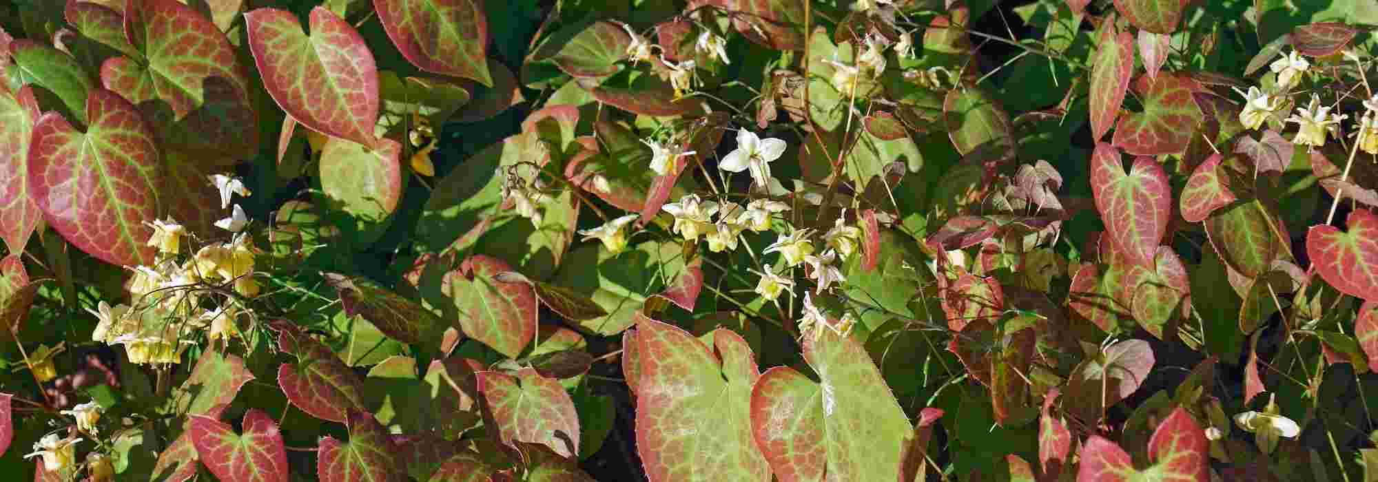 7 Epimedium perennes