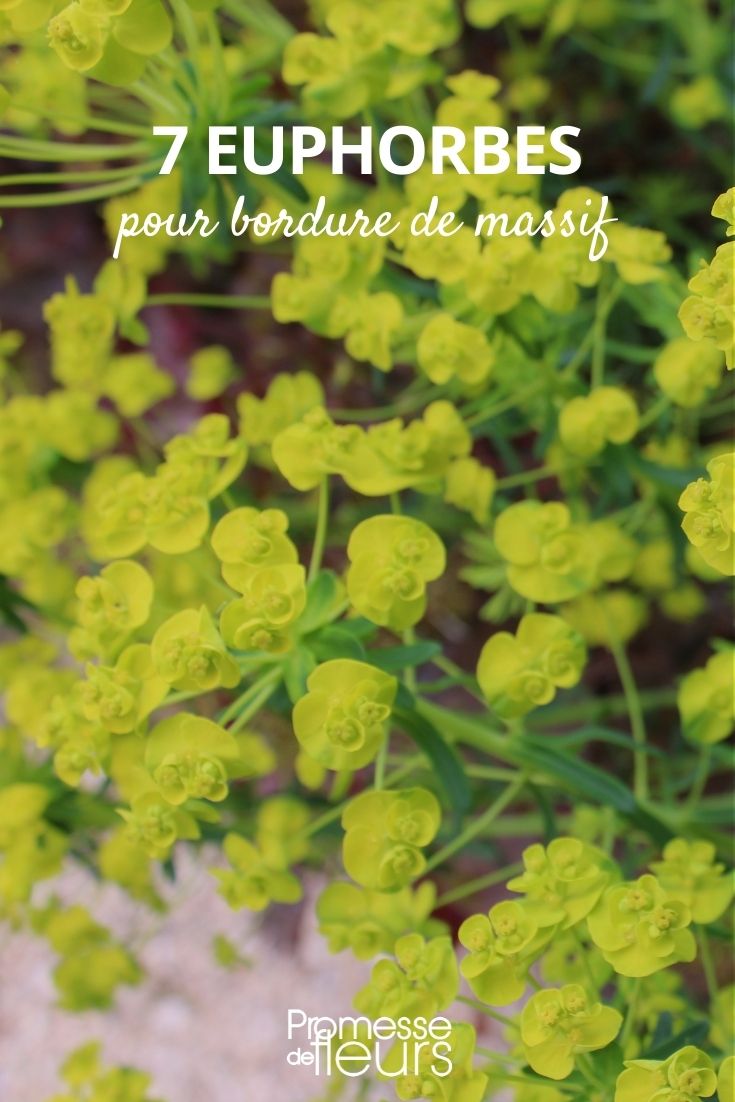 Euphorbias para borduras de macizos