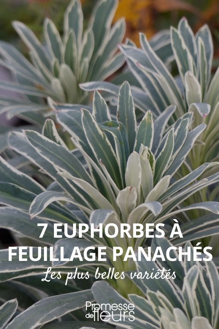 euphorbias variegadas: las variedades más hermosas