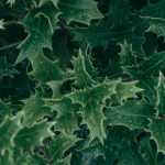 ¿Cómo hacer un seto defensivo?