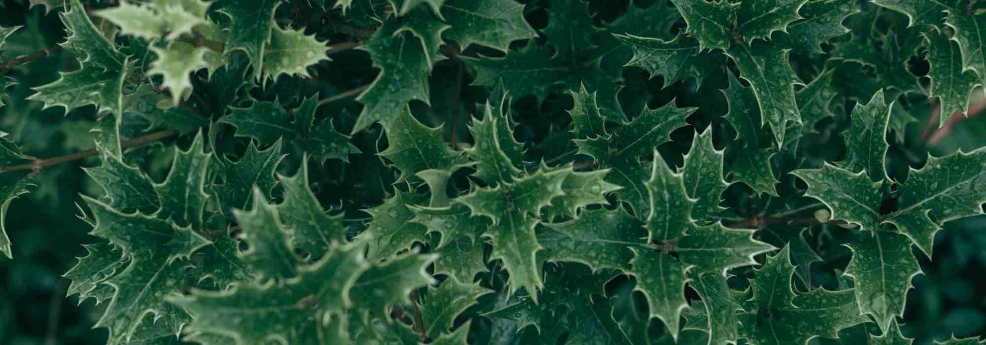 ¿Cómo hacer un seto defensivo?