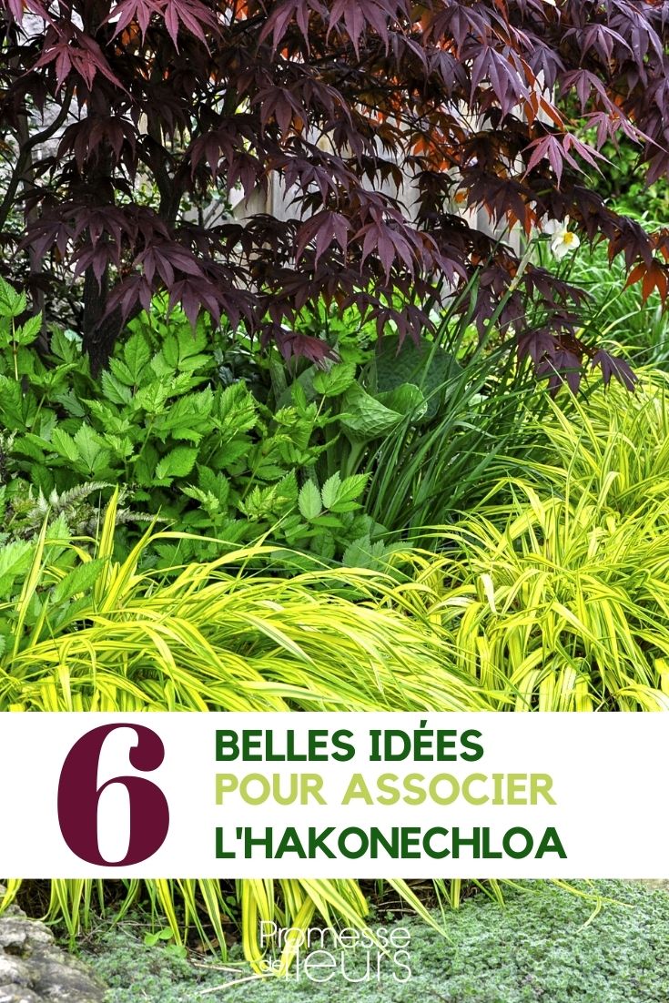 hakonechloa - asociar