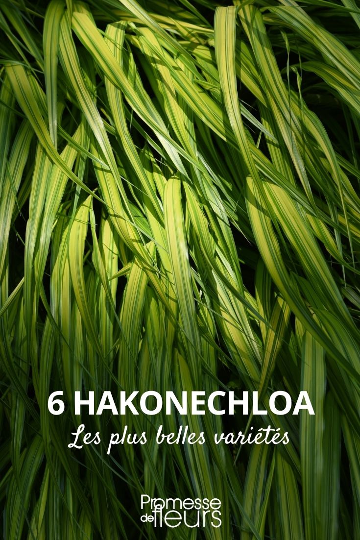 <hakonechloa más bellas variedades>
