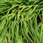 Hakonechloa: las variedades más bellas