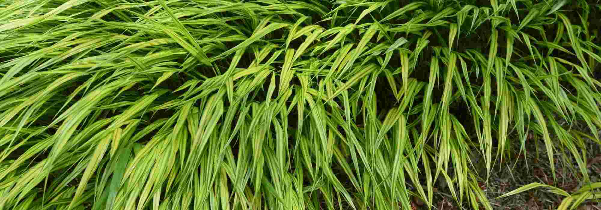 Hakonechloa: las variedades más bellas