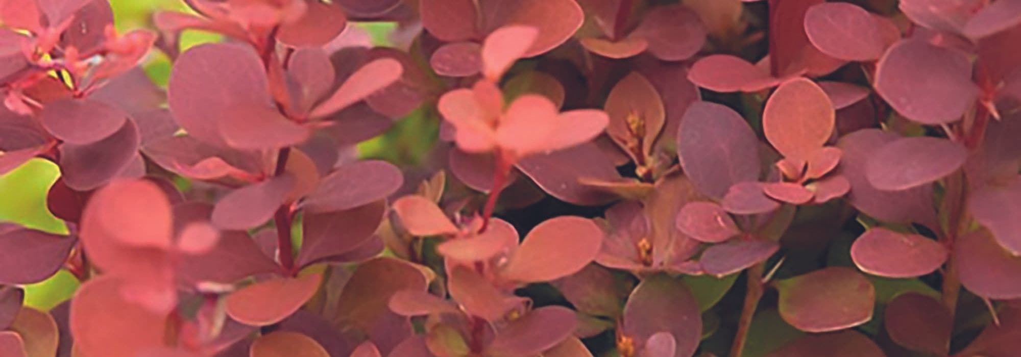 Asociar los berberis