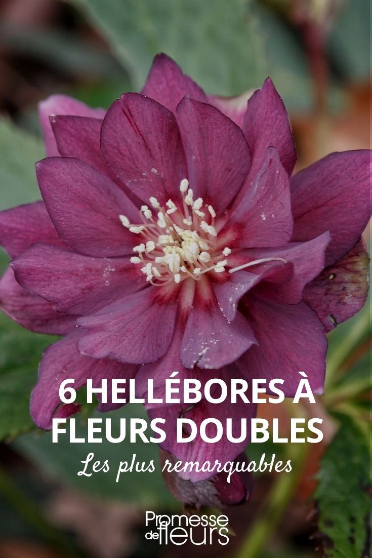 heléboro flores dobles