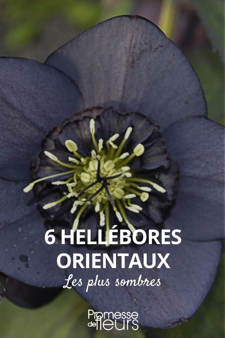 heléboro flores oscuras, heléboro flores oscuras