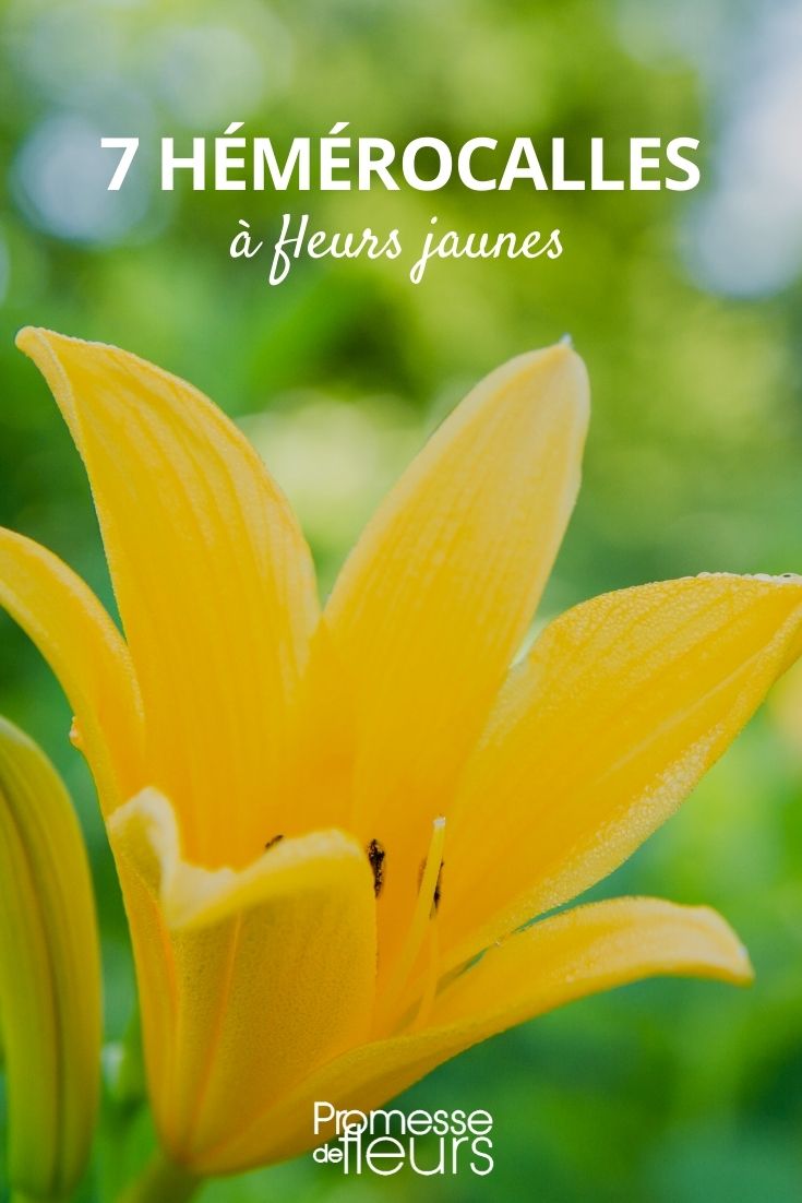 Hemerocallis amarilla