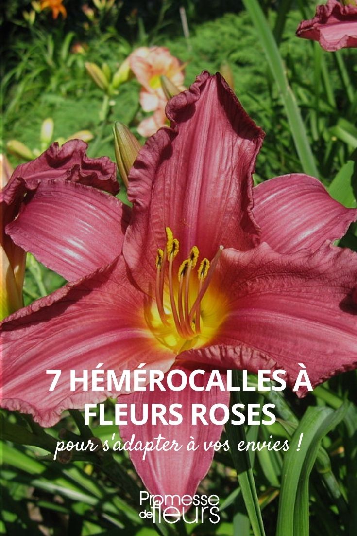 Hemerocallis rosa