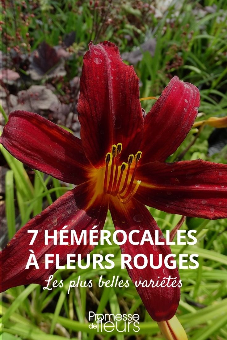 hemerocallis roja