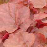 7 coralitos de follaje anaranjado