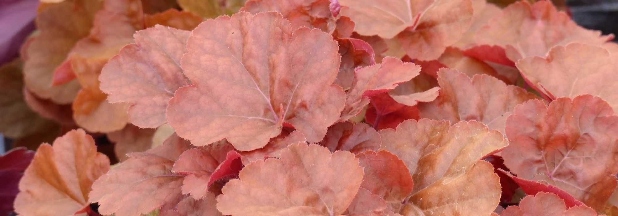 7 coralitos de follaje anaranjado