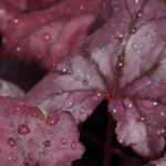 7 coralitos de follaje púrpura