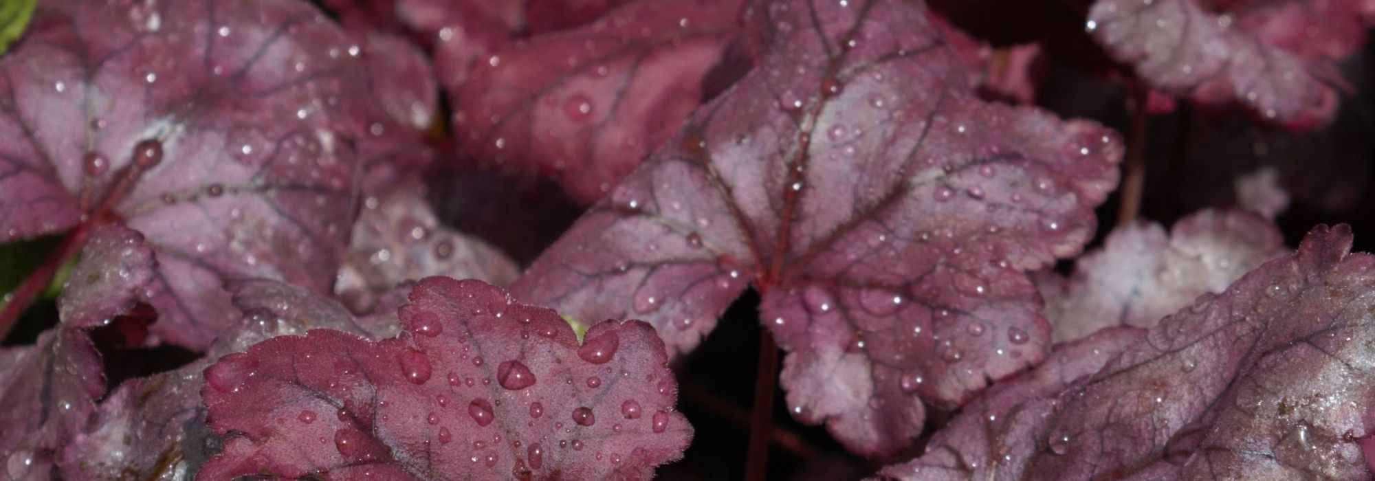 7 coralitos de follaje púrpura