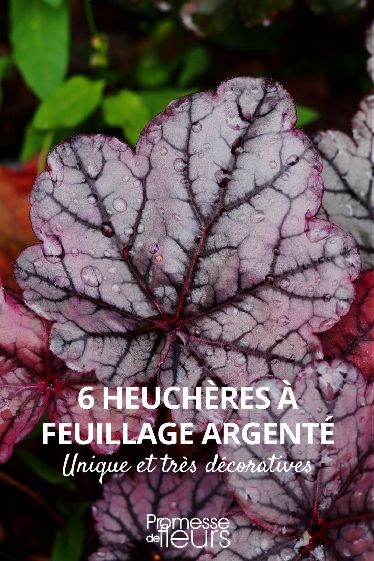 Heucheras plateadas