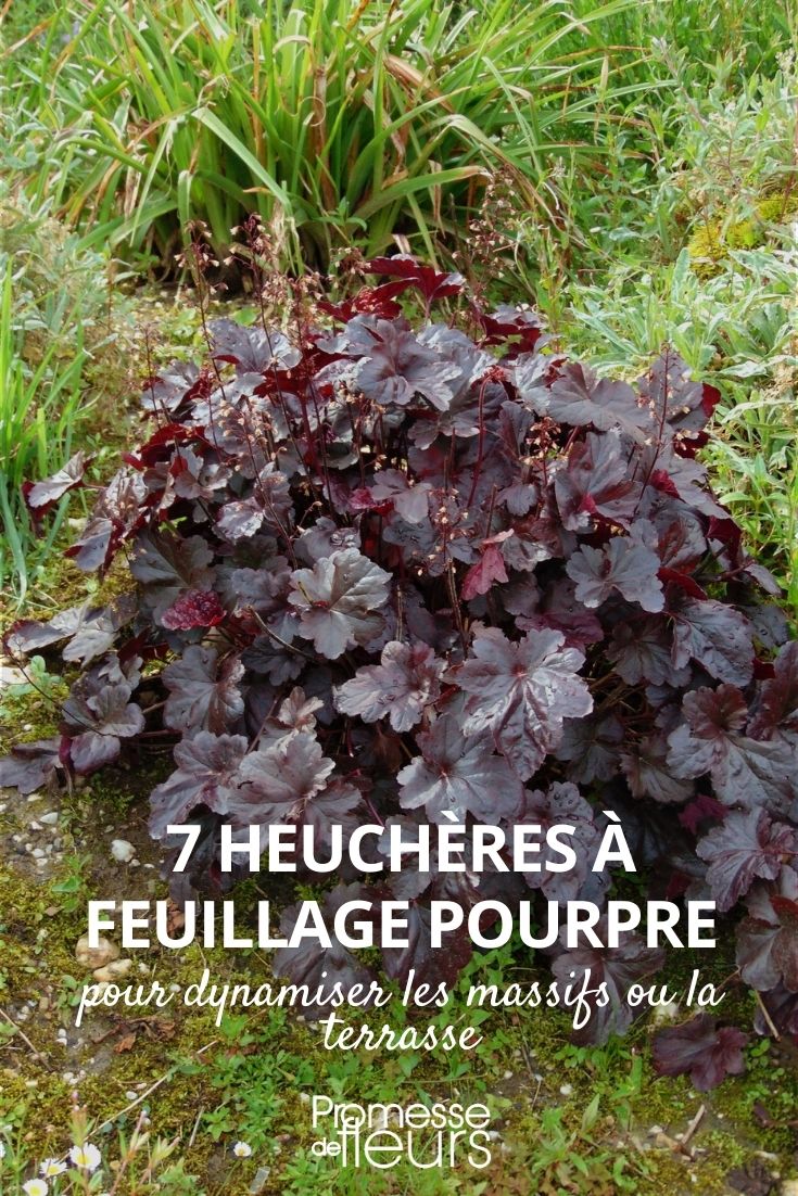 Heucheras púrpura