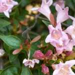 Asociar una abelia