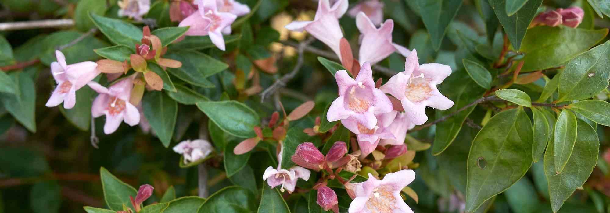 Asociar una abelia