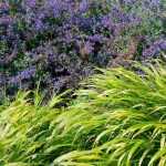 Hakonechloa: Nuestras ideas de asociaciones