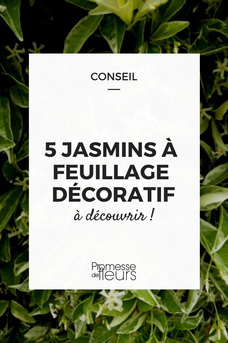 jazmín de follaje decorativo