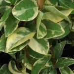 5 jazmines de follaje decorativo