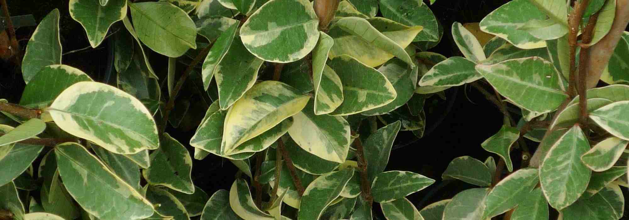 5 jazmines de follaje decorativo