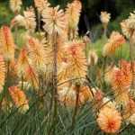 Kniphofia: las variedades más bellas