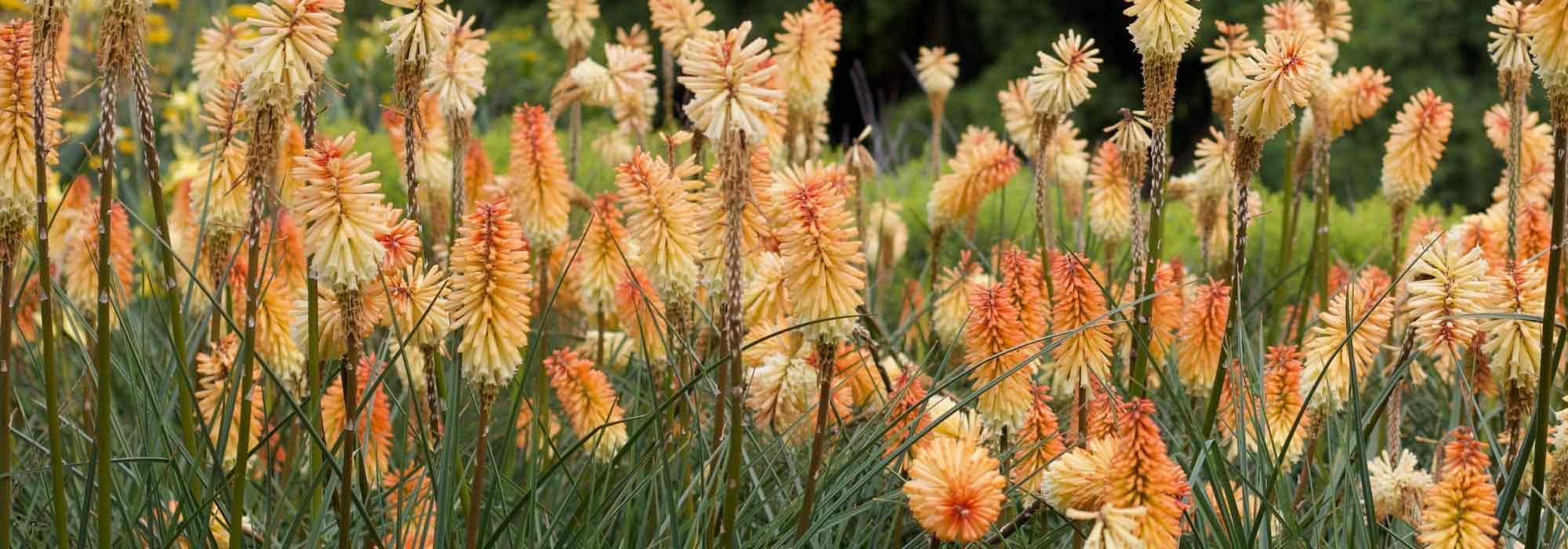 Kniphofia: las variedades más bellas