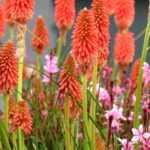 Cultivar kniphofia en macetas