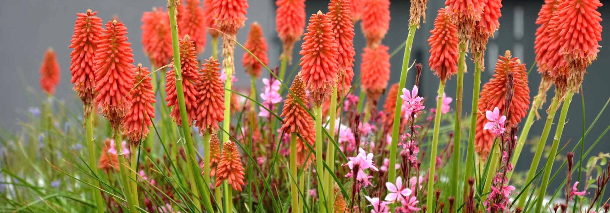 Cultivar kniphofia en macetas