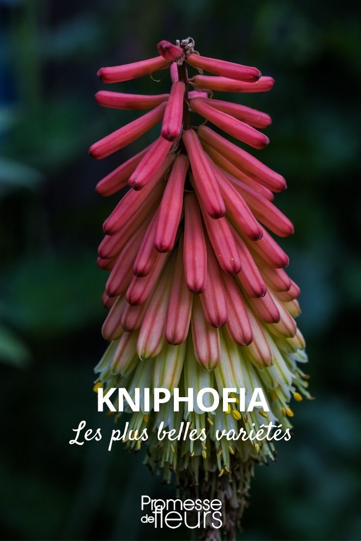 kniphofia las variedades más hermosas