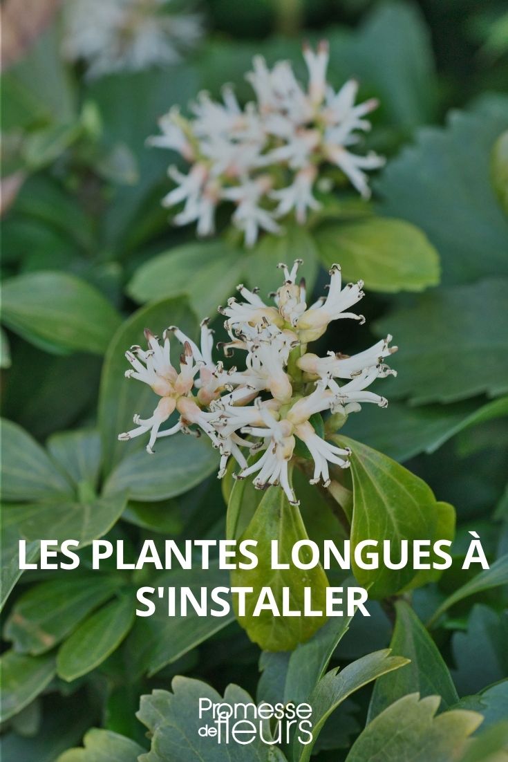 Las plantas que tardan en establecerse, perennes de larga vida.
