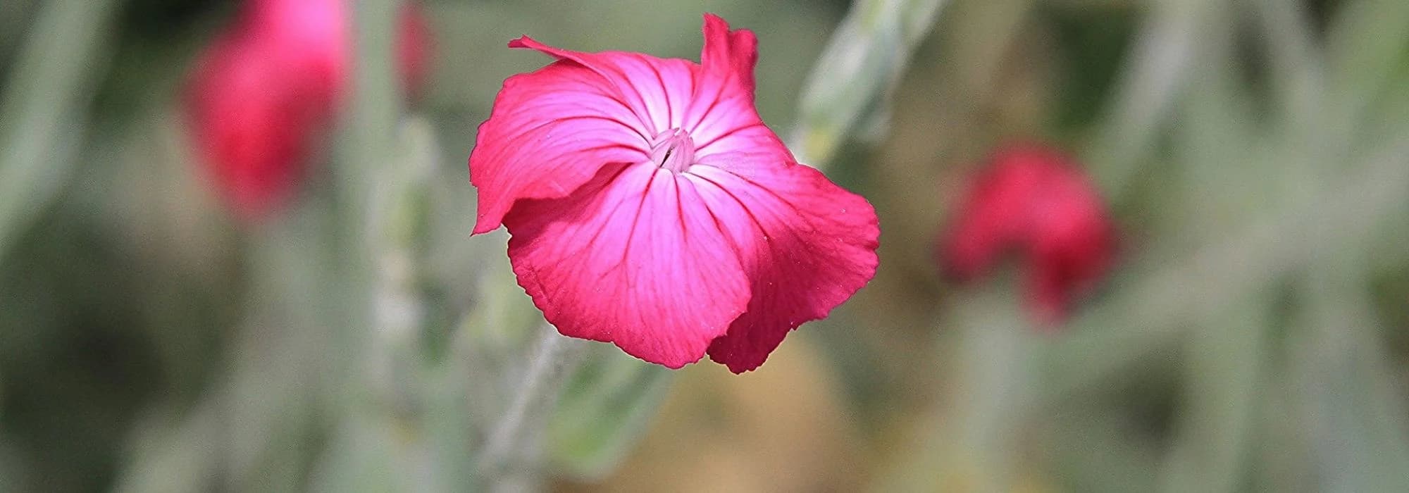 ¿Cuál elegir de entre los Lychnis?