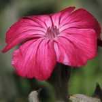 ¿Cómo combinar los lychnis?