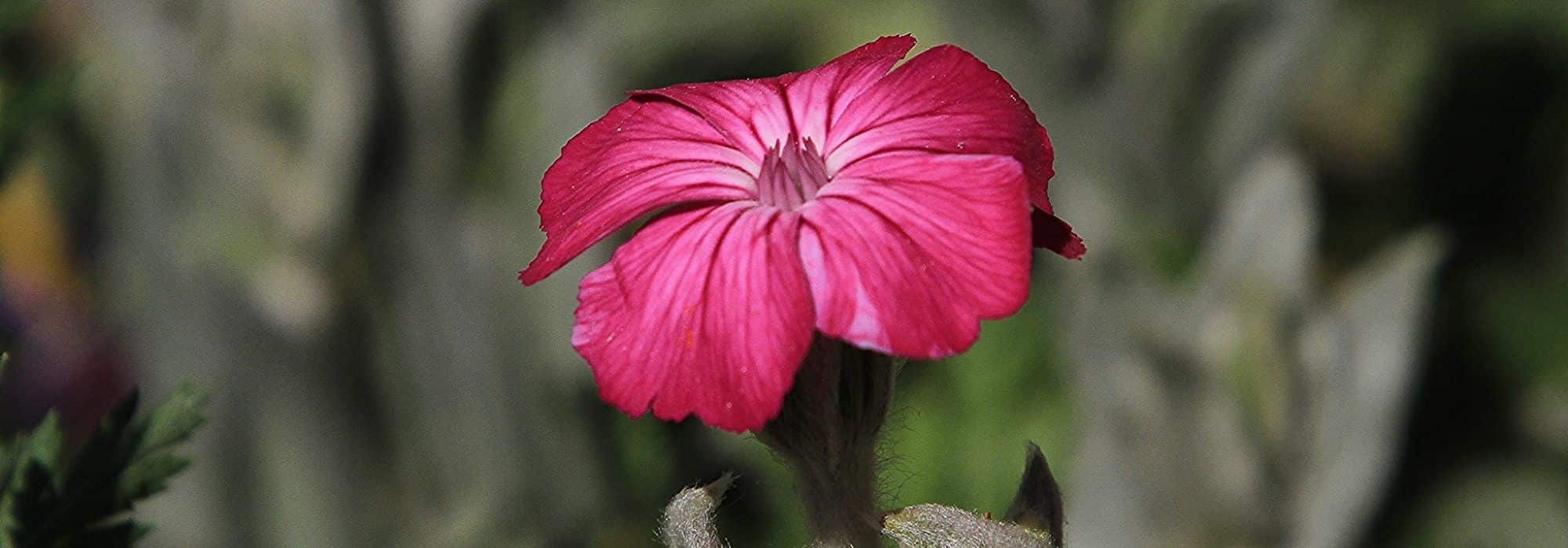 ¿Cómo combinar los lychnis?