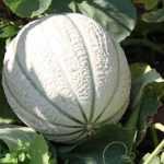 ¿Cómo elegir un melón?