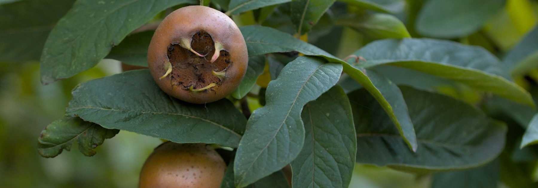 Níspola: plantar, cuidar y cosechar los frutos