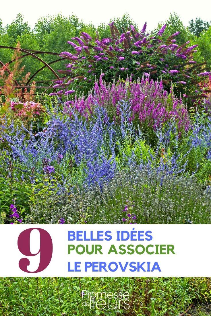 perovskia-asociar