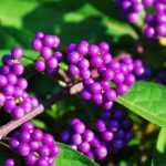 Plantas con bayas tóxicas