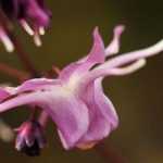 Los 7 Epimedium más bellos