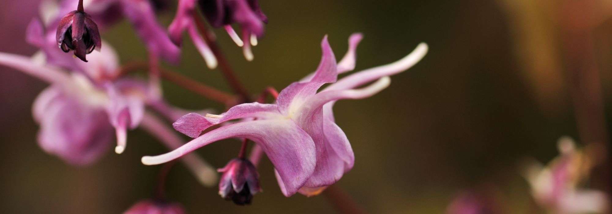 Los 7 Epimedium más bellos