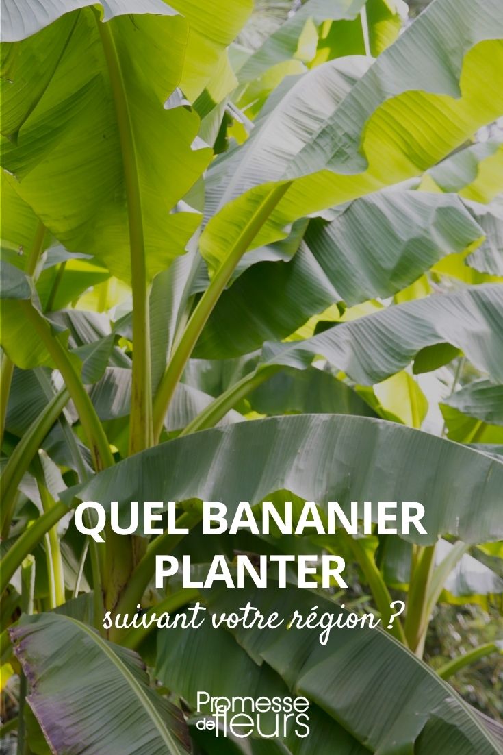 ¿Qué plátano plantar?