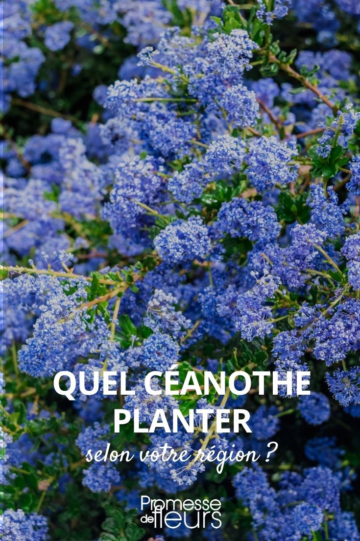 ¿Qué ceanoto plantar?