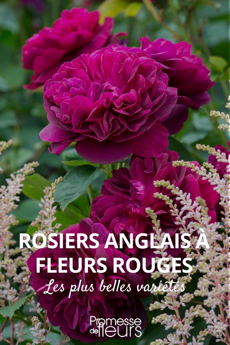 rosal inglés de flores rojas