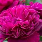 7 rosales ingleses David Austin de flores rojas