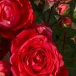 6 rosales de grandes flores rojas