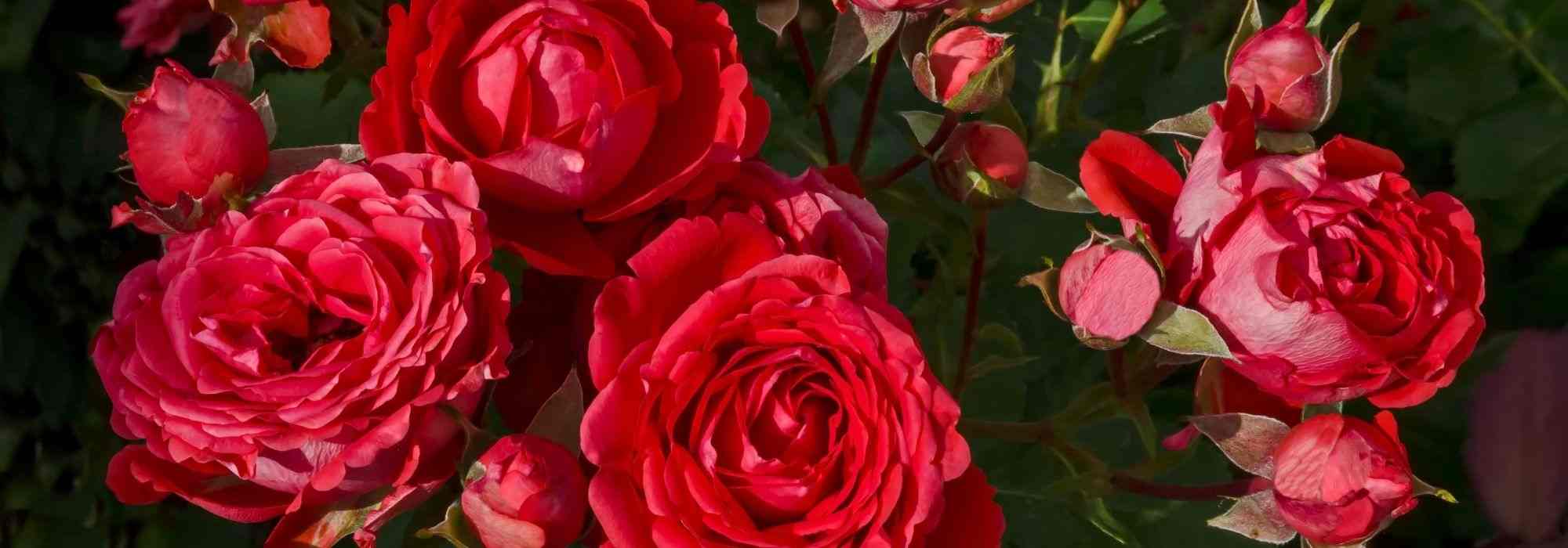 6 rosales de grandes flores rojas