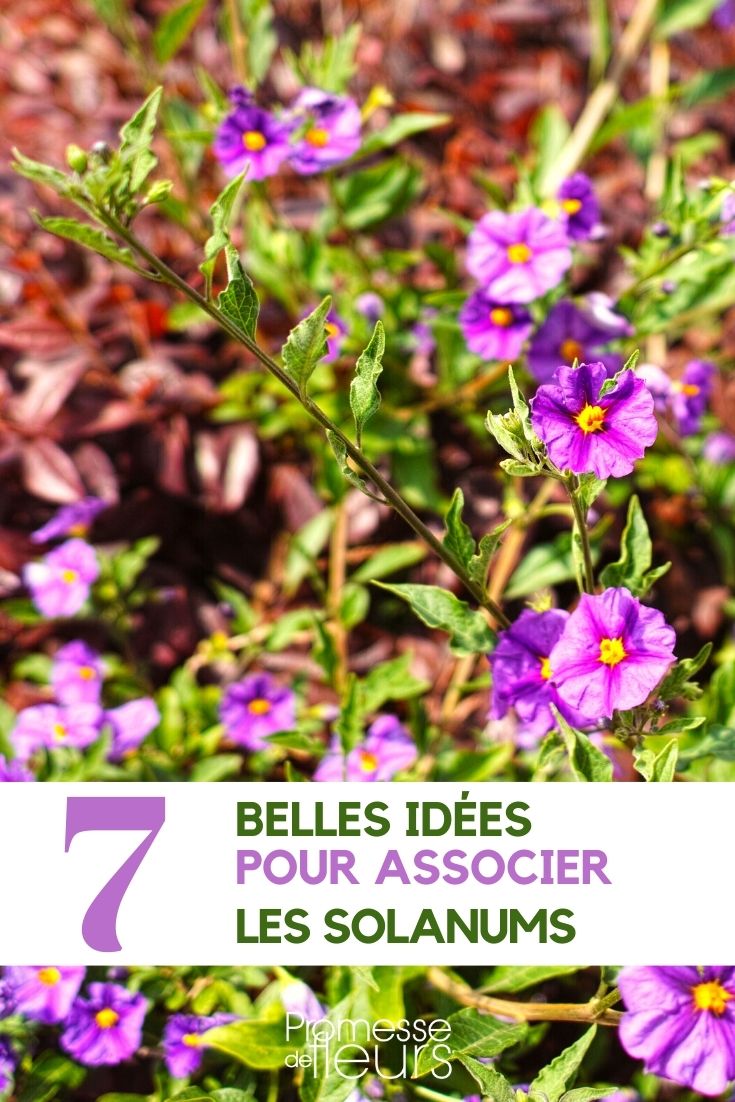 solanum-asociar